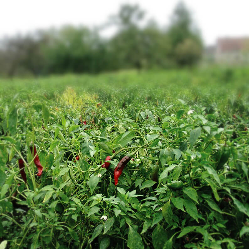 großes Feld roter Paprika edelsüß