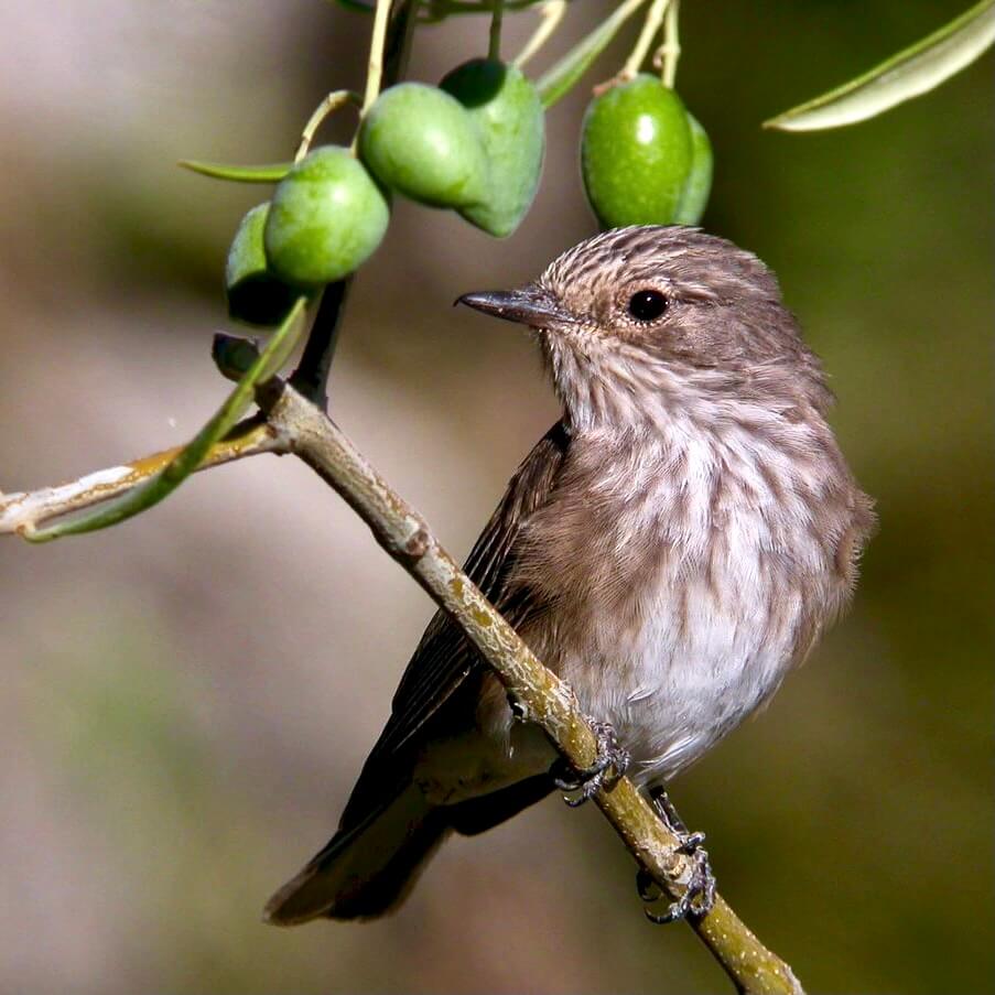 Drossel auf einem Olivenbaum von dem unser Olivenöl kommt.