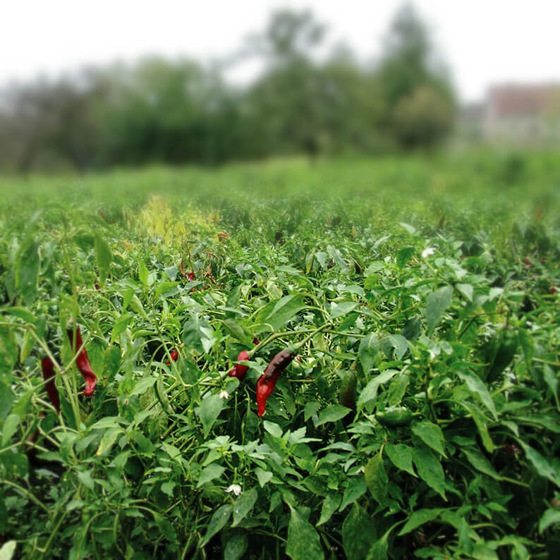 Paprika edelsüß Feld mit reifer roter Paprika im Vordergrund vor dörflichem Hintergrund