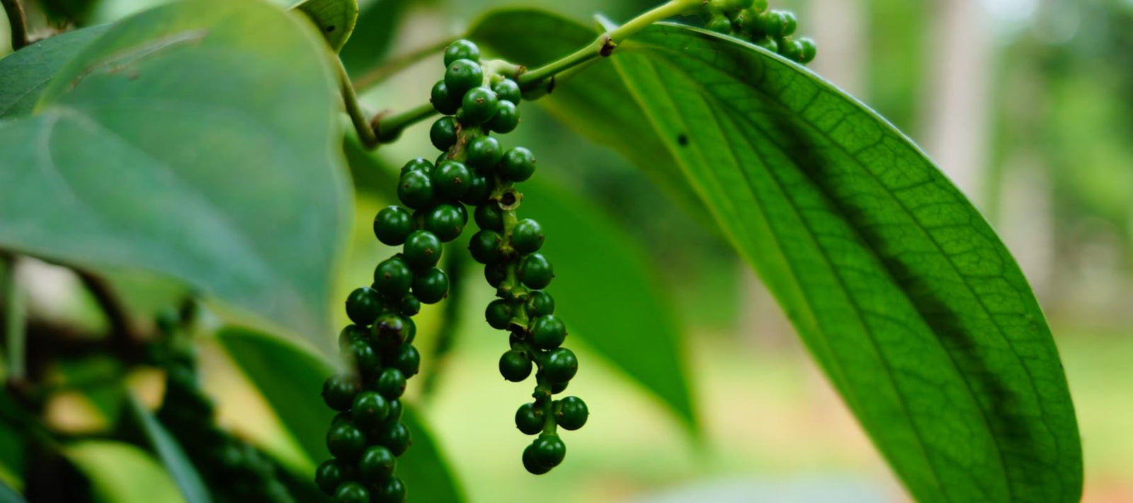 Fermentierter Pfeffer