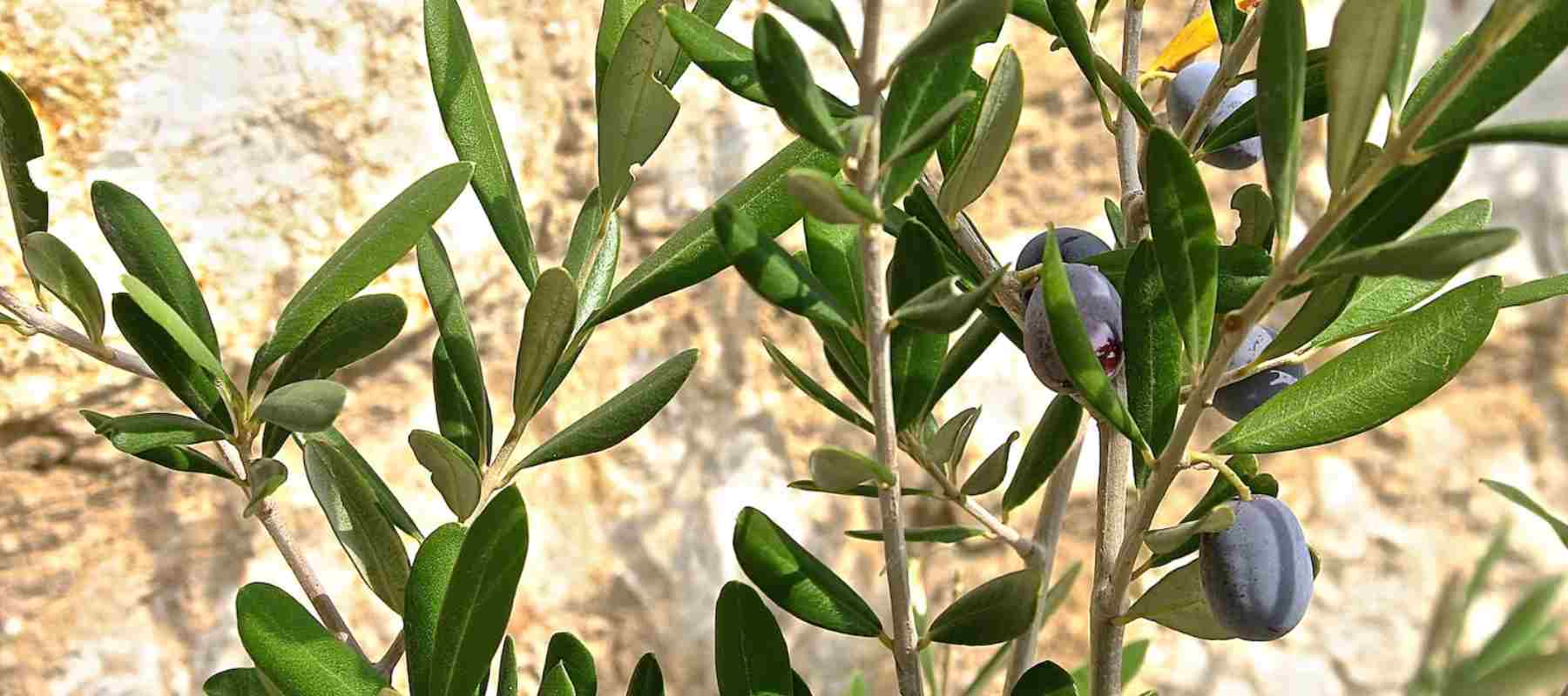 Griechisches Olivenöl: Öl aus dem Ursprungsland der Olive