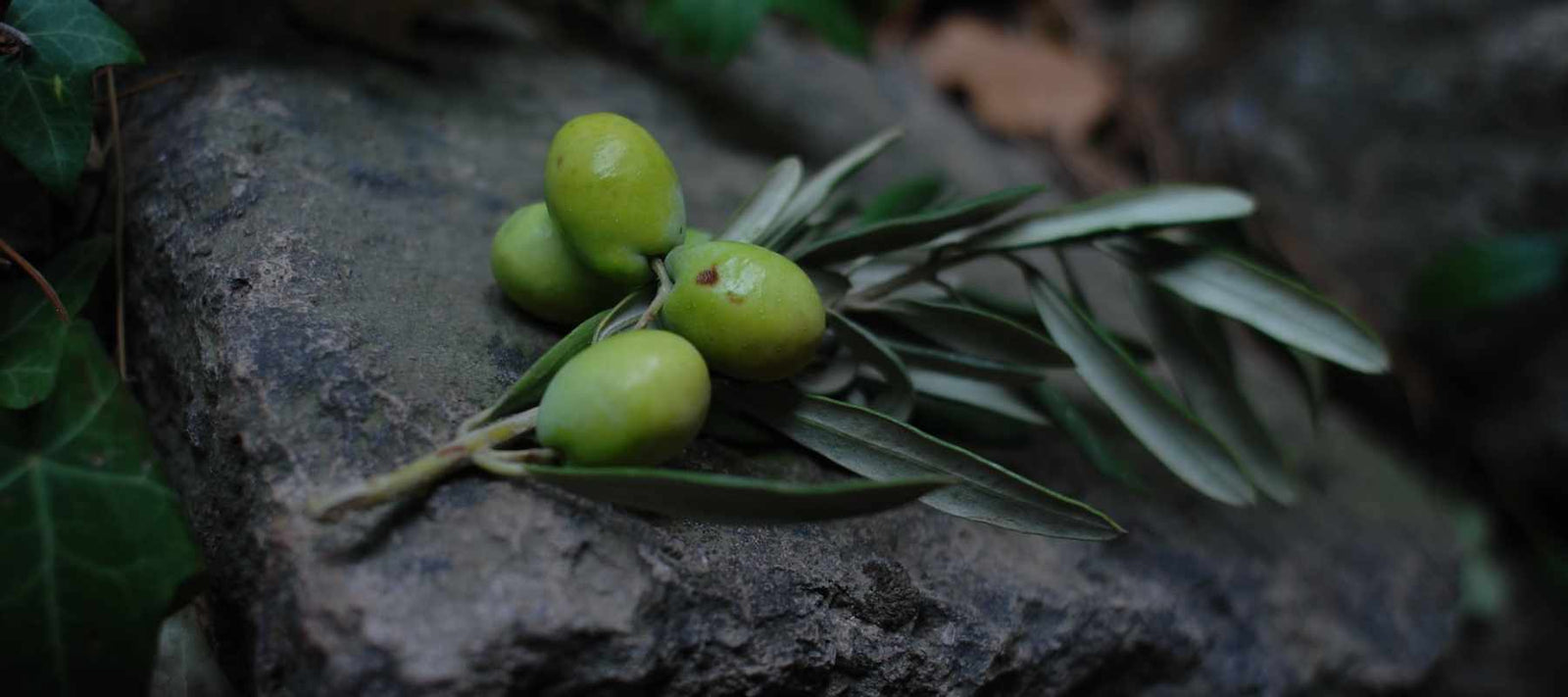 Gutes Olivenöl erkennen, kaufen und probieren