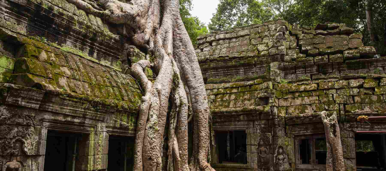 Kampot-Pfeffer: Was macht den schwarzen Pfeffer aus Kambodscha so besonders?