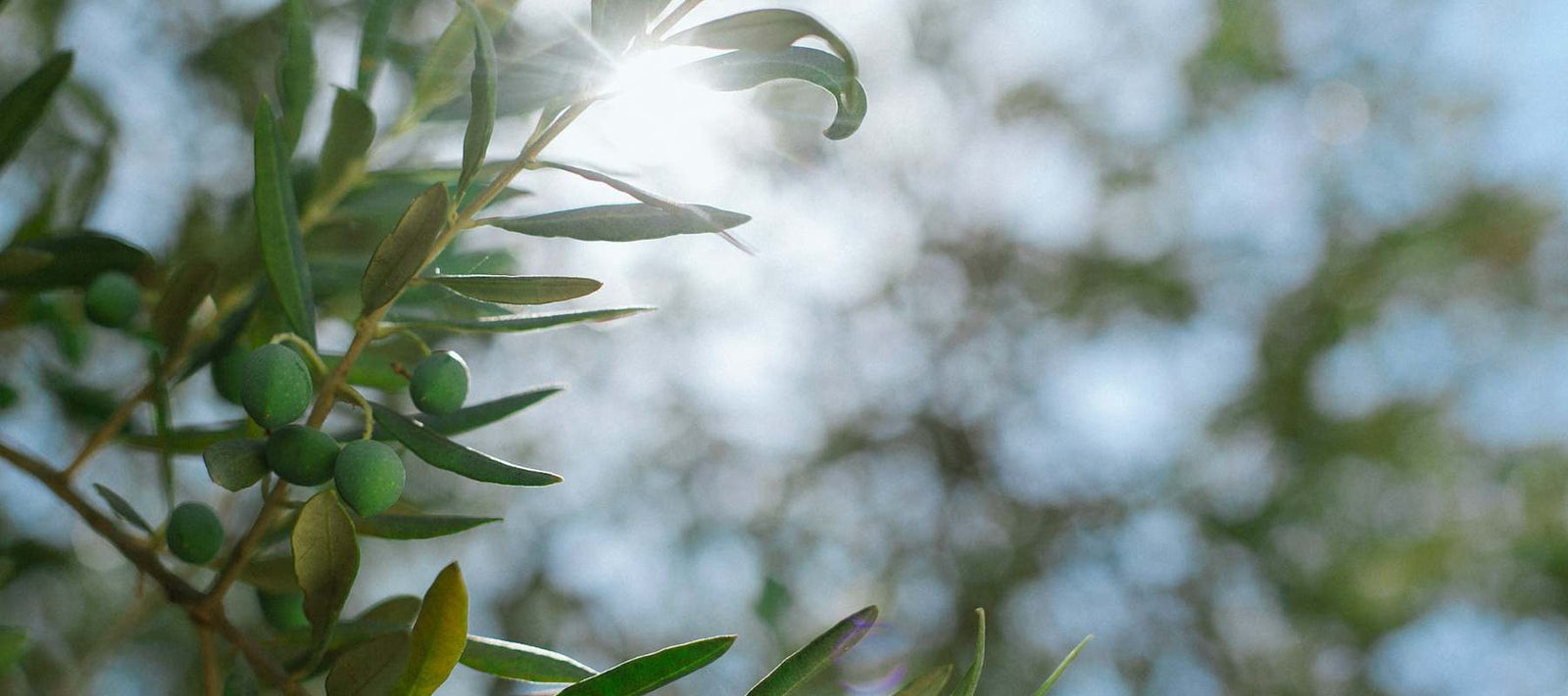 Natives Olivenöl bei der Ernte