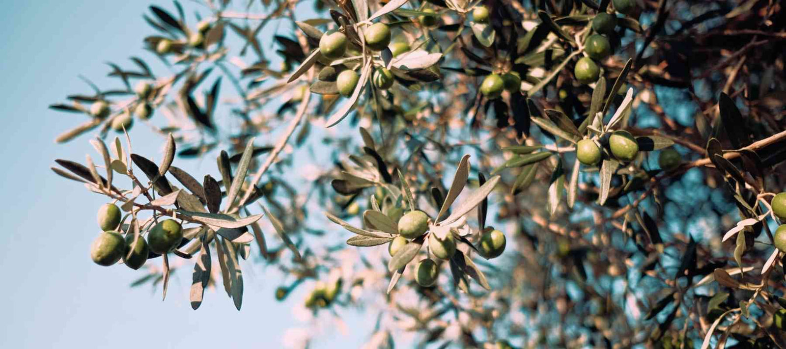 Olivenöl Extra Vergine