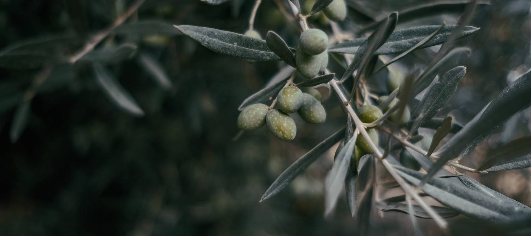 Spanisches Olivenöl bei der Ernte