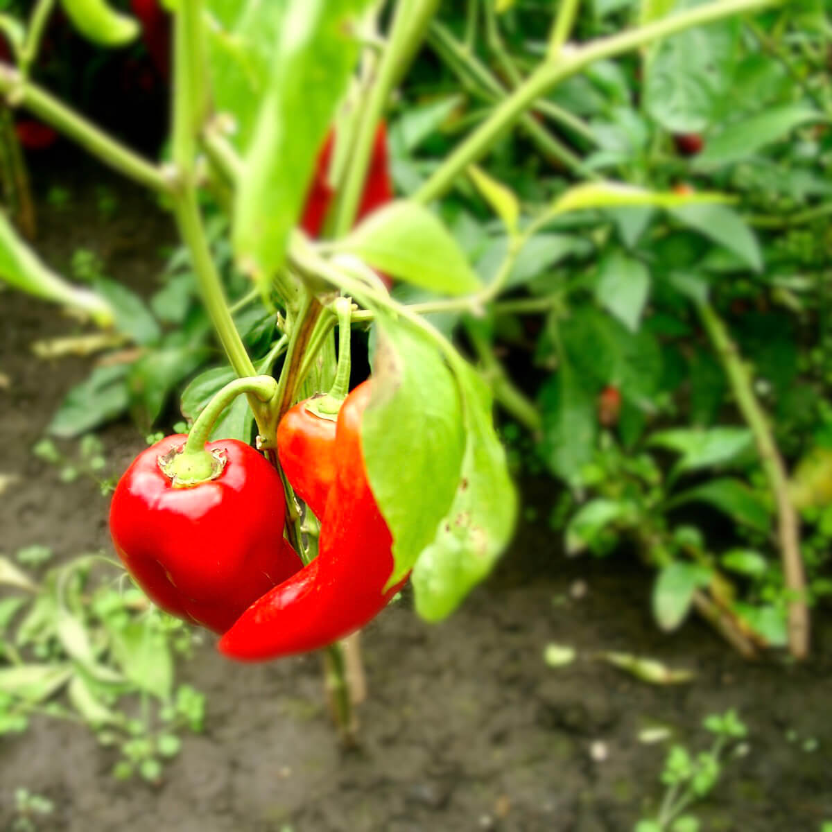 rote Paprika edelsüß am Strauch