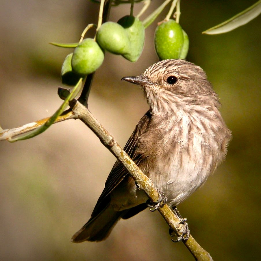 Vogel auf einem Olivenbaum neben gruenen Oliven