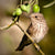 Vogel auf einem Olivenbaum neben gruenen Oliven