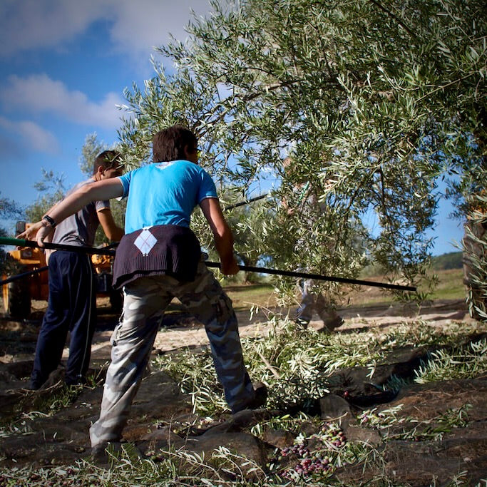 Zwei Männer bei der Ernte von Bio-Olivenöl