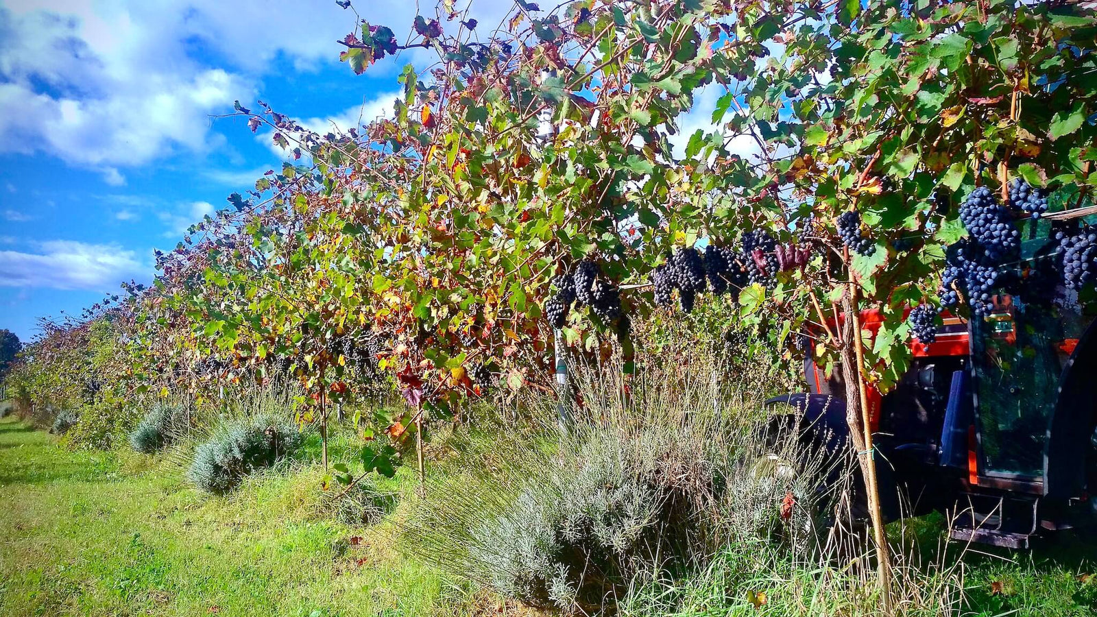 Weinreben im Sommer - Essig kaufen bei den besten Erzeugern