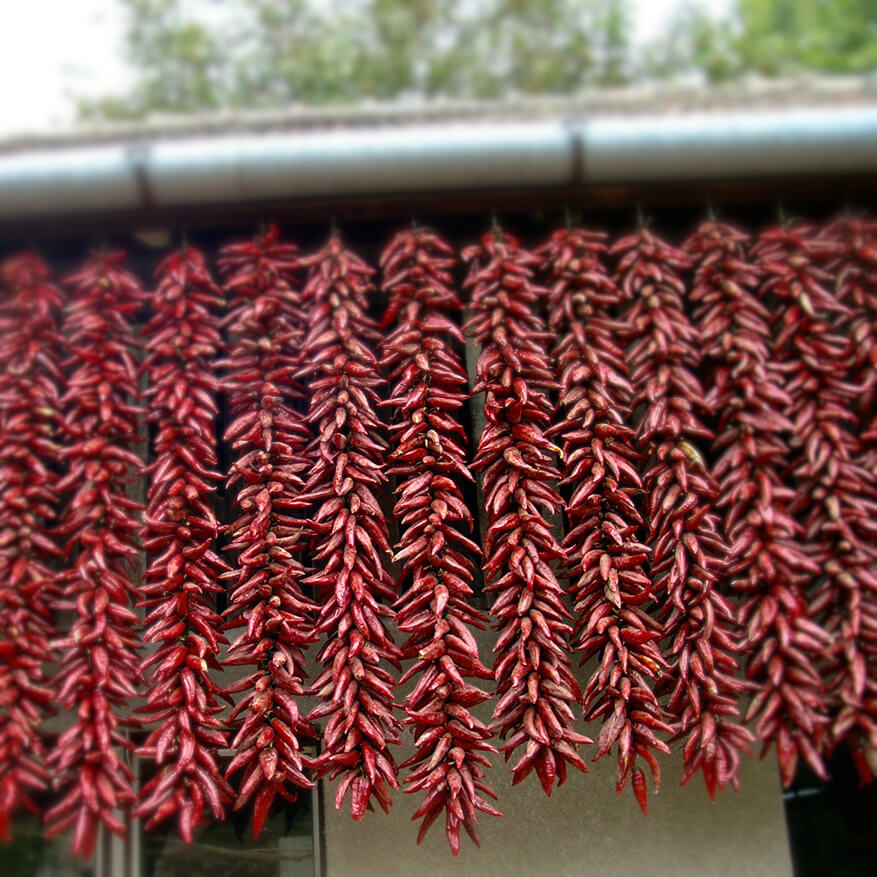 Zum Trocknen hängt Paprika edelsüß in geflochtenen Zöpfen vom Dach 